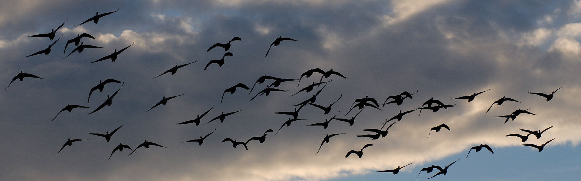 Greylag Geese