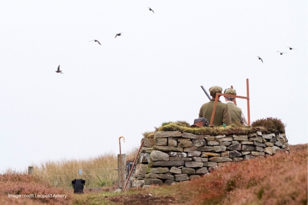 Shooting grouse from a butt