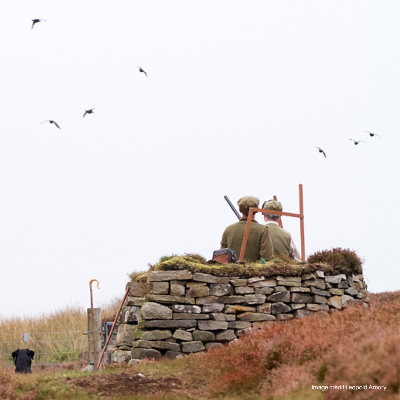 Shooting grouse from a butt