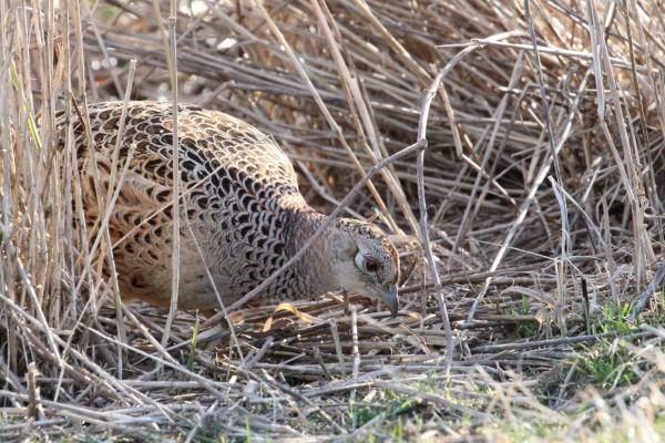 Hen pheasant pecking in straw