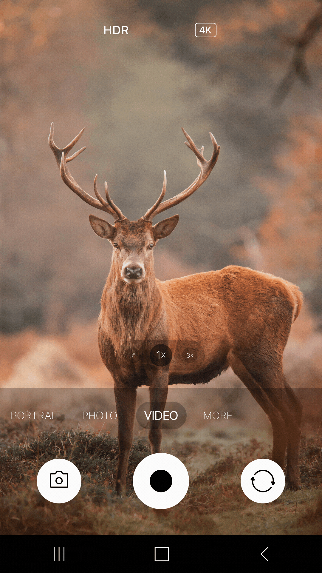 BASC calendar competition