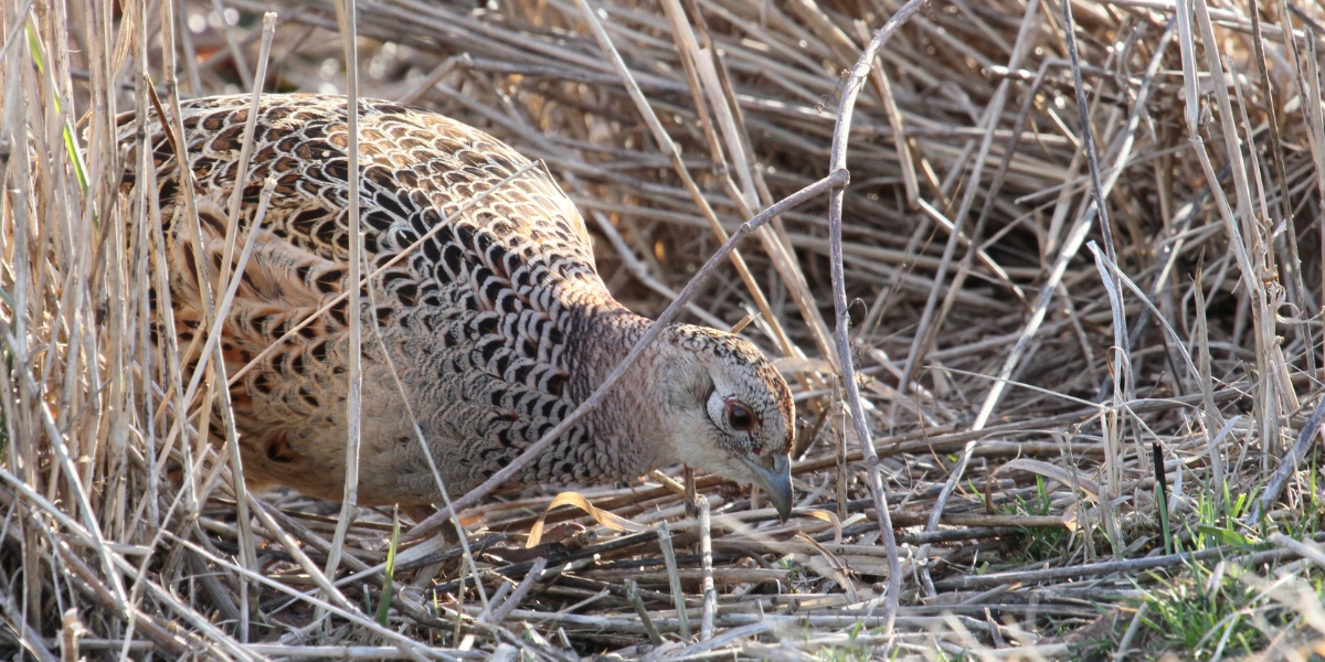Hen pheasant pecking in straw
