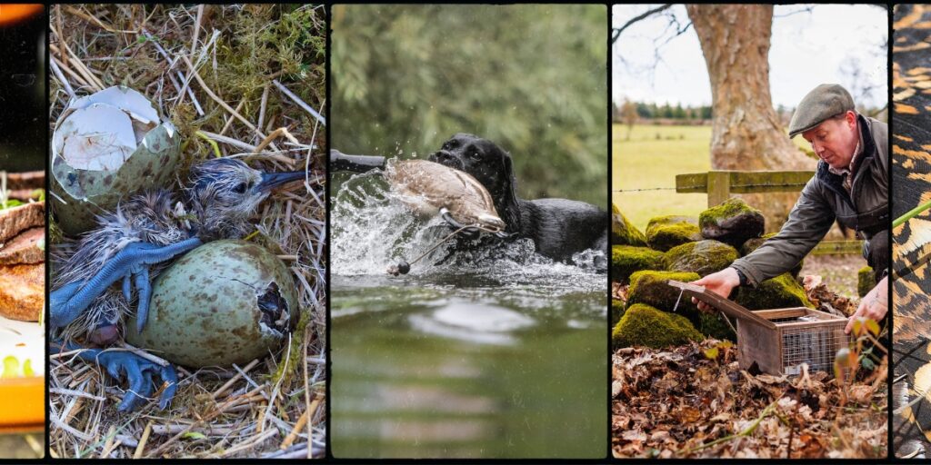 BASC calendar competition