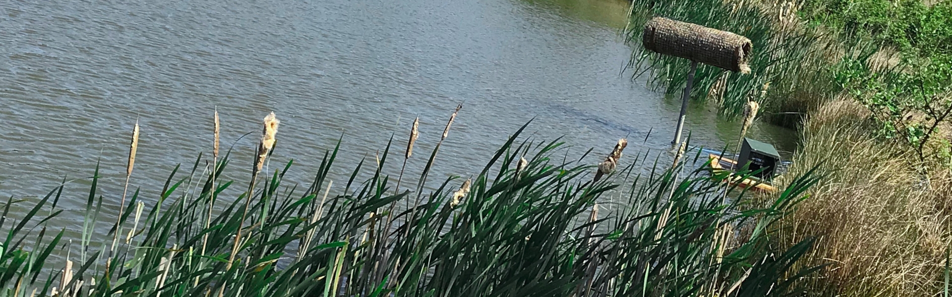 Taw and Torridge Wildfowlers mink trap