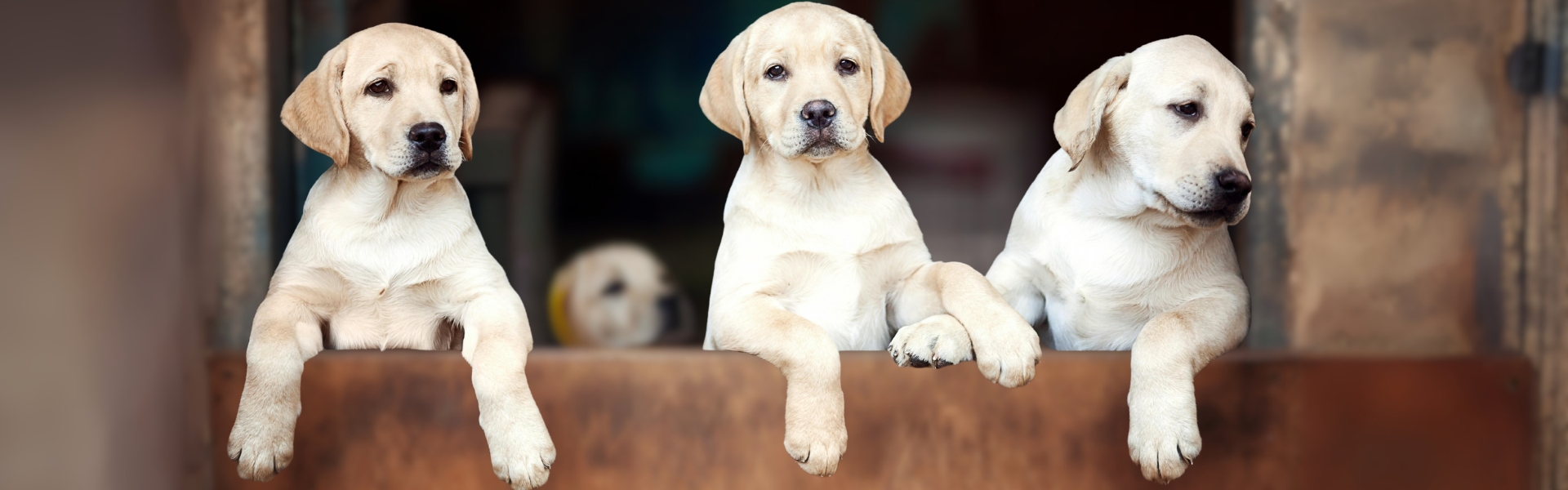 BASC Breeder Club