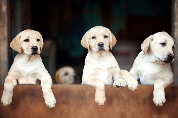 BASC Breeder Club