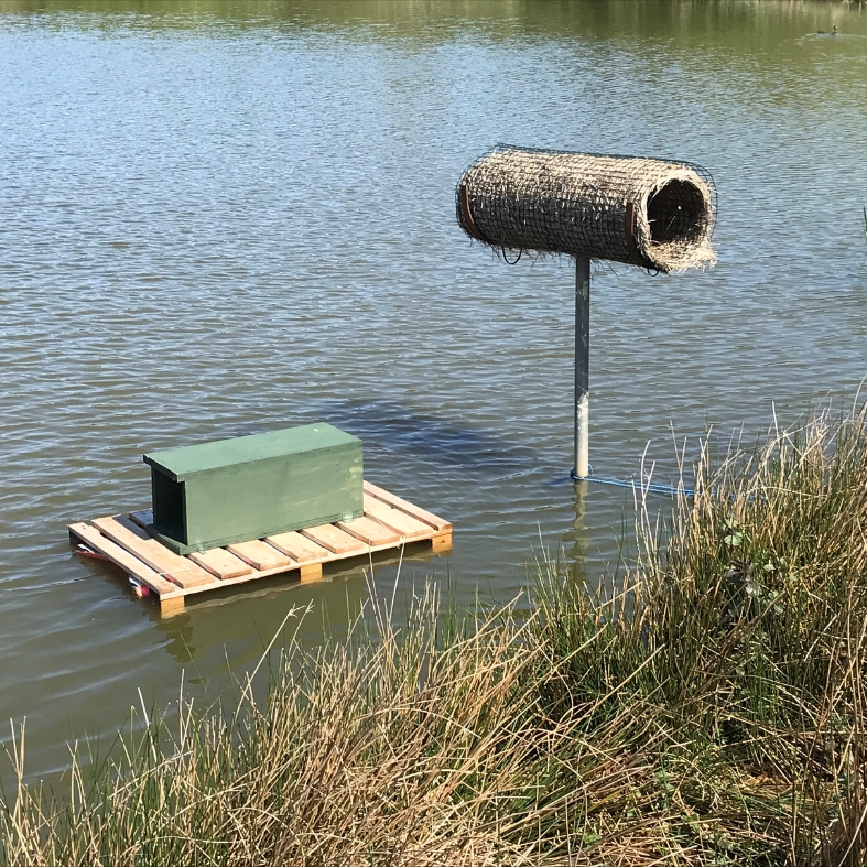 Taw and Torridge Wildfowlers mink trap