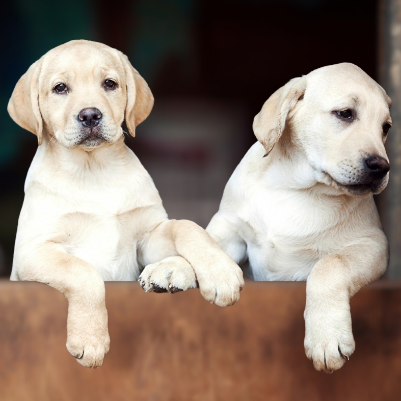 BASC Breeder Club