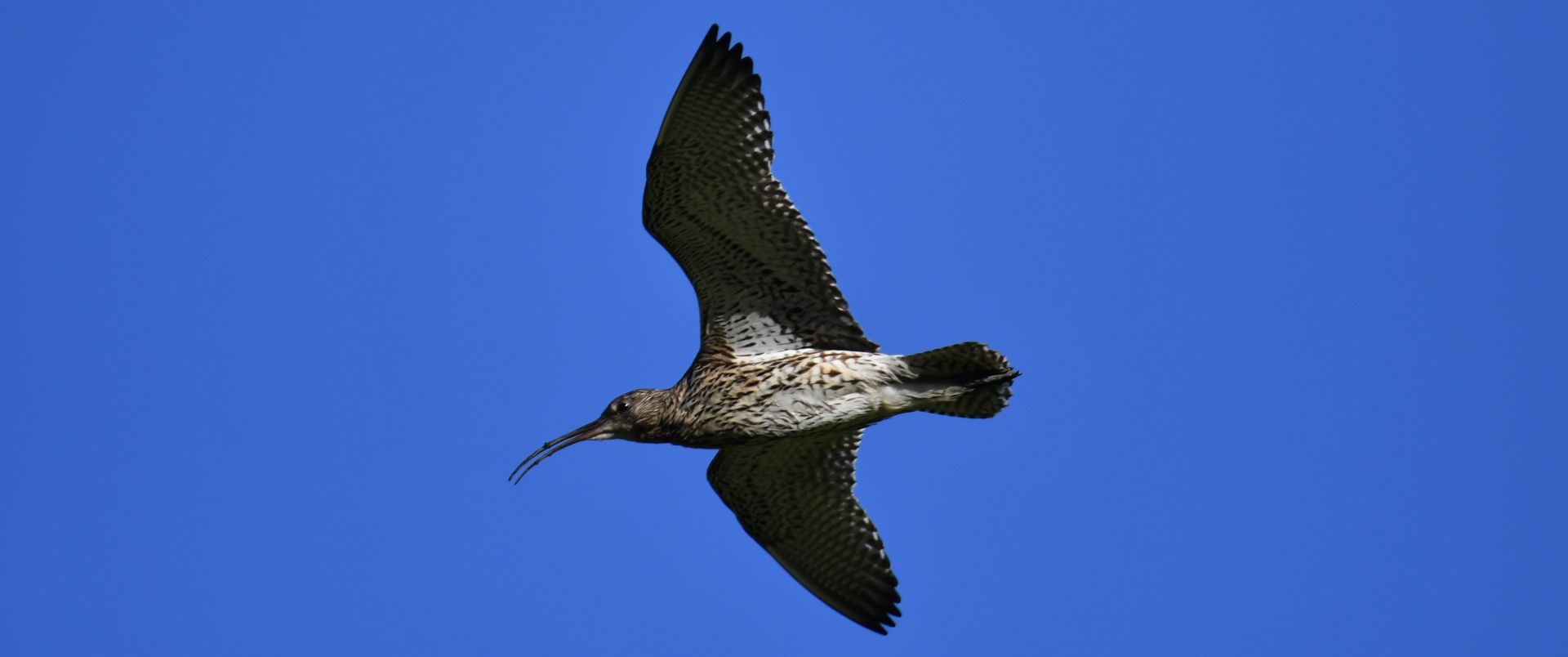 Curlew in flight by Nick Lane