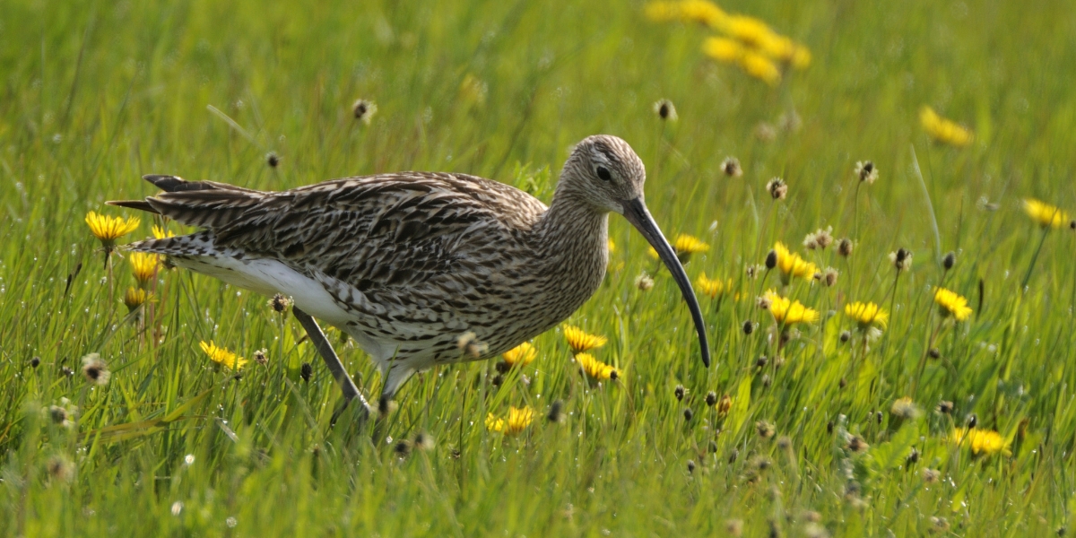 Curlew in the grass