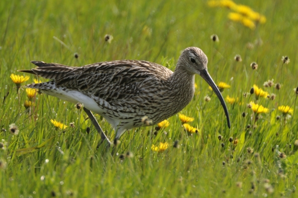 curlew in the grass