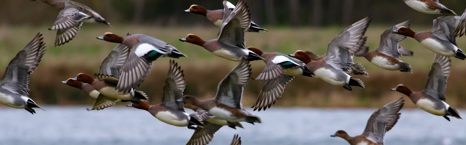 Wigeon in flight