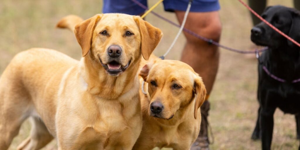 gundog competitions at The Game Fair