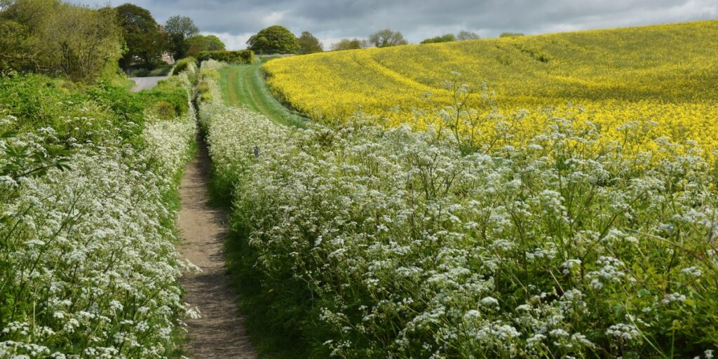 hedgerows