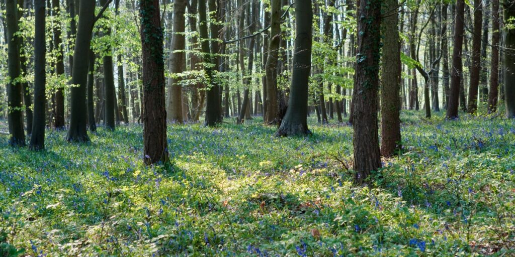 woodland