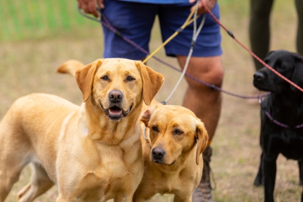 gundog competitions at The Game Fair