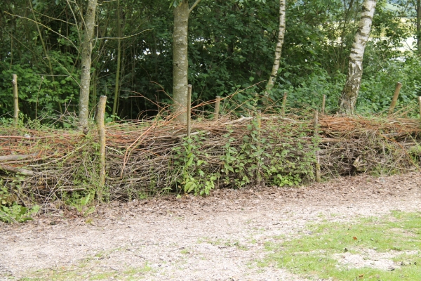 hedge laying