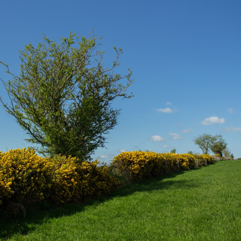 hedgerows