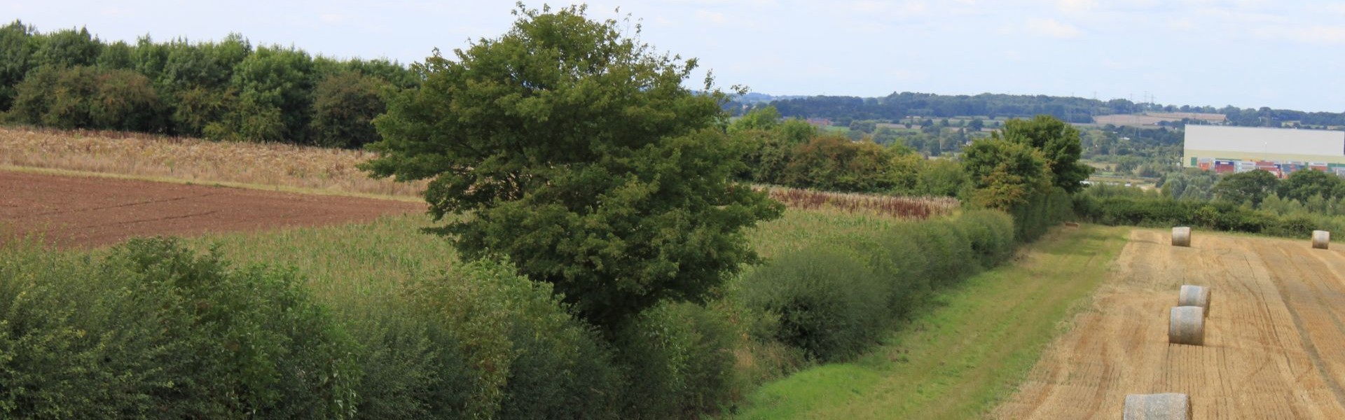 hedge by field and woodland