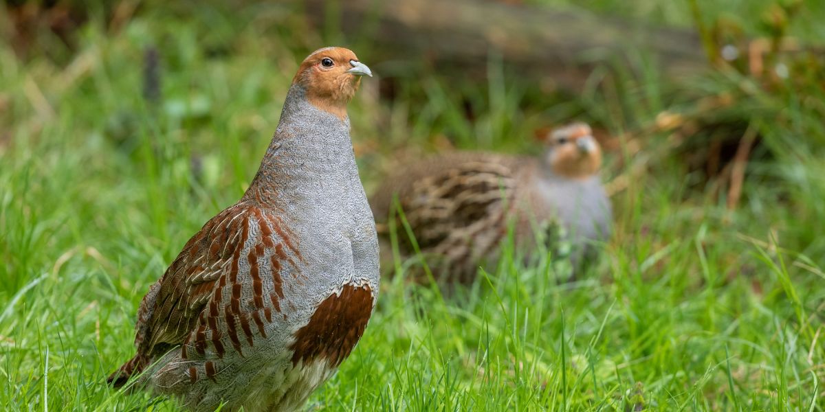 Grey partridge in grass