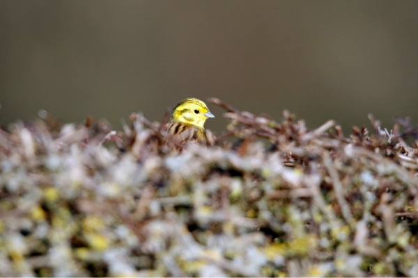 yellowhammer in hedge