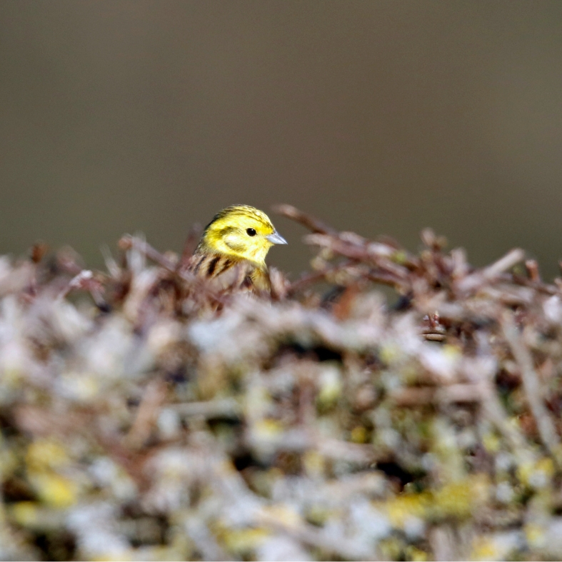 yellowhammer in hedge