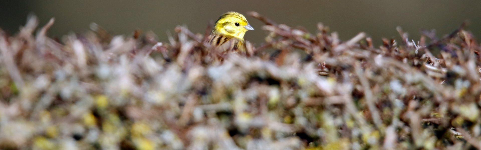 yellowhammer in hedge