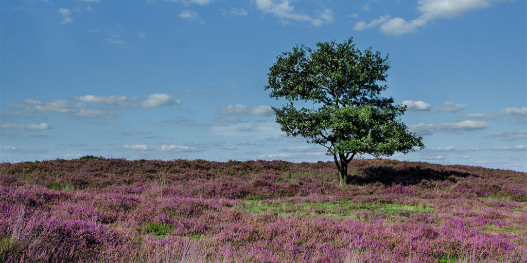 Moorland