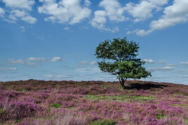 Moorland