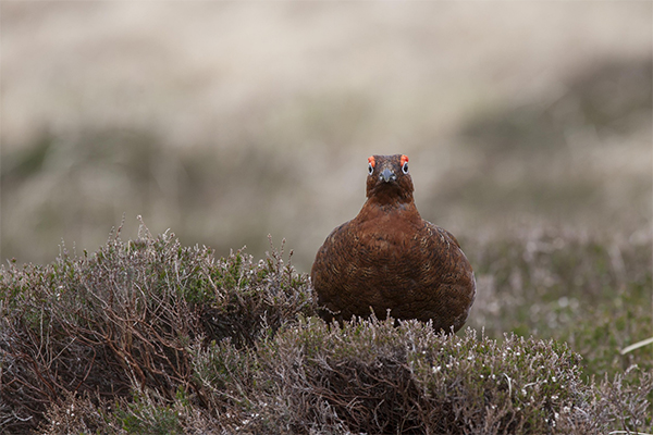 Red grouse