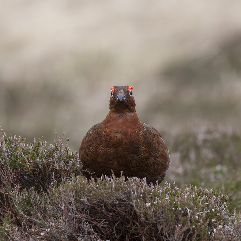 Red grouse