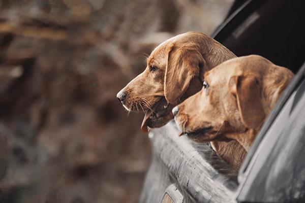 BASC Working Dogs