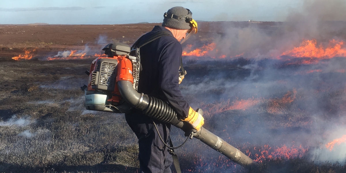 Controlled heather burning