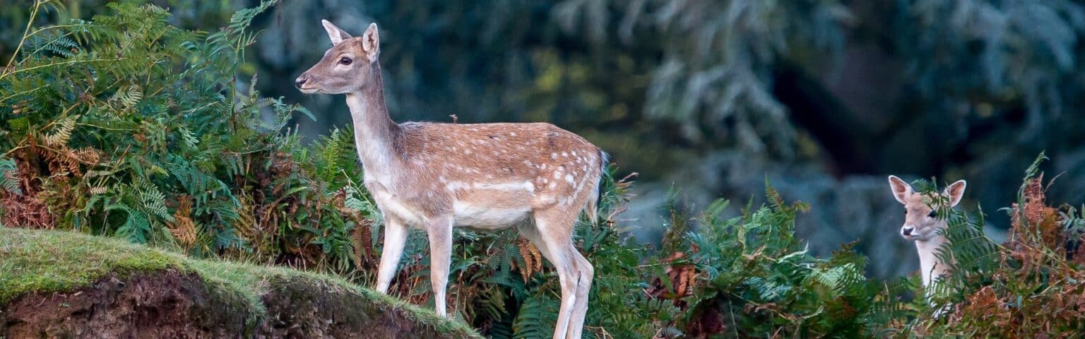 Science Matters Do You Know The Value Of Wild Venison BASC Science Matters Do You Know The Value Of Wild Venison BASC