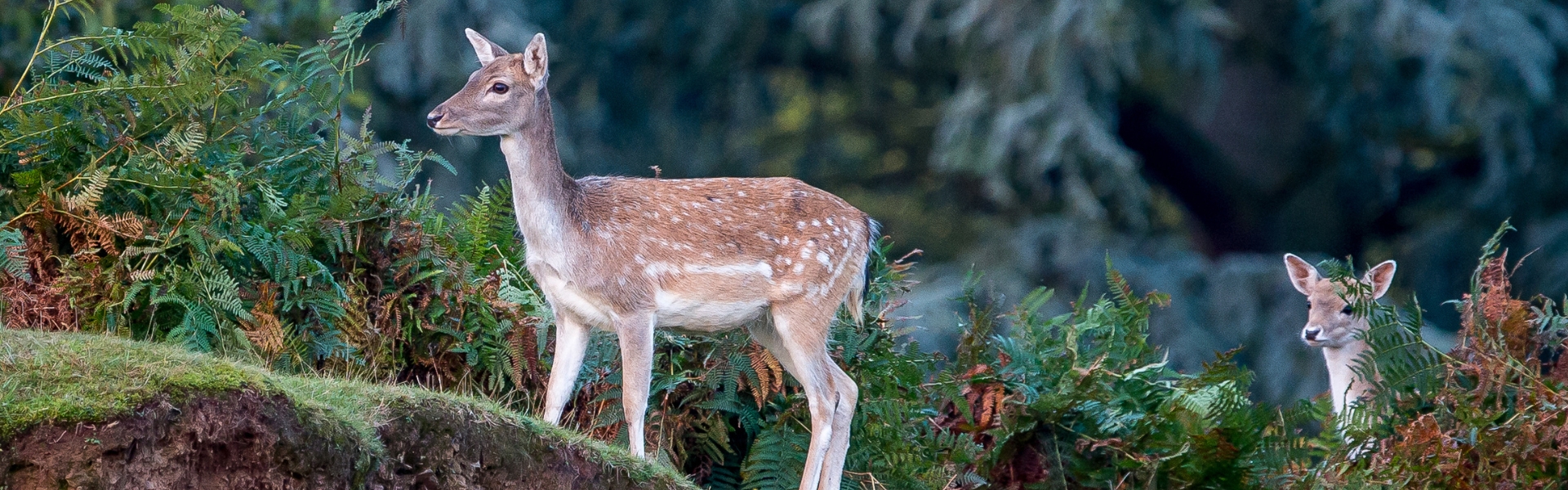 Fallow deer