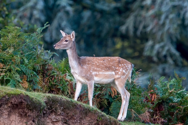 Fallow deer