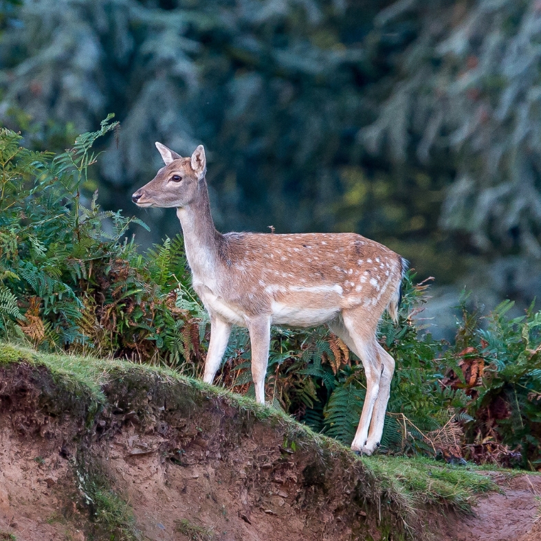 Fallow deer