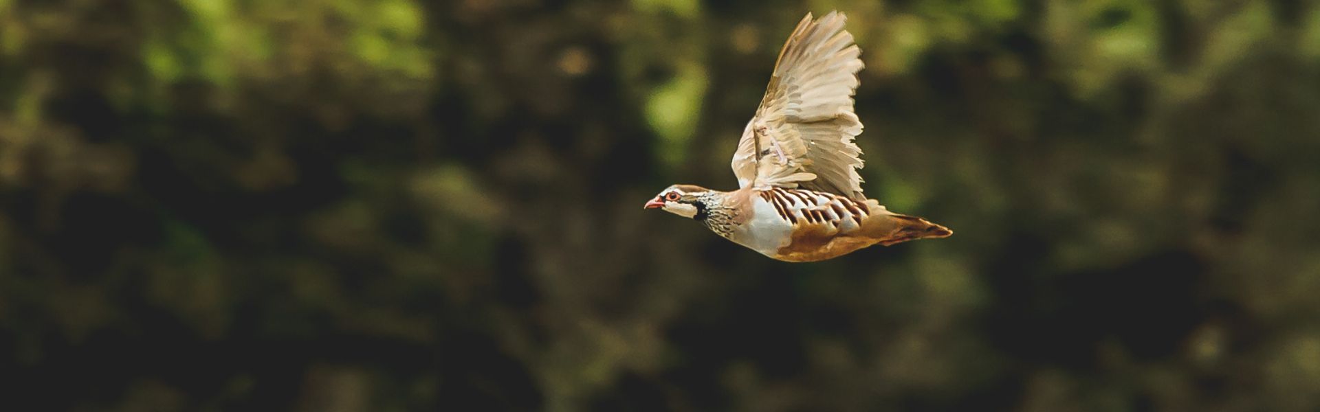 Redleg partridge