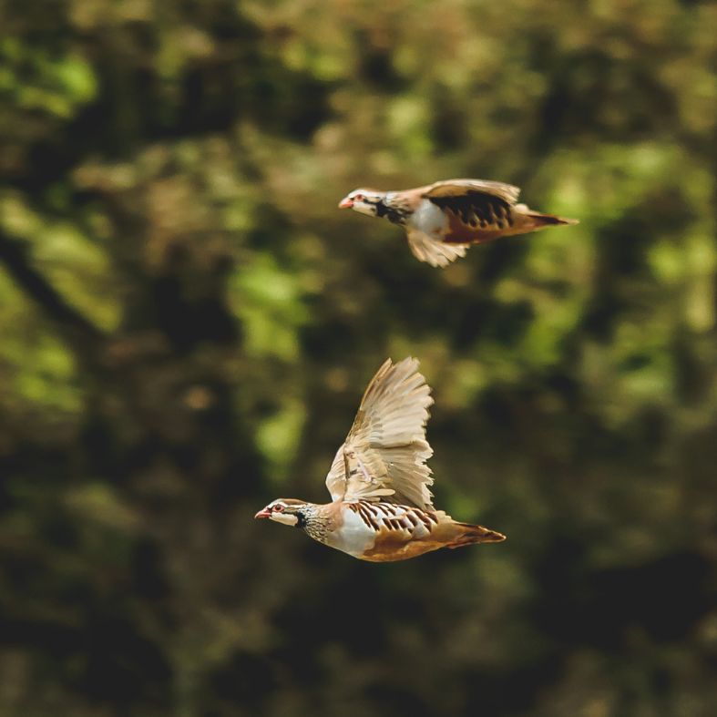 Partridge - Andrew Cavanagh - 787x787