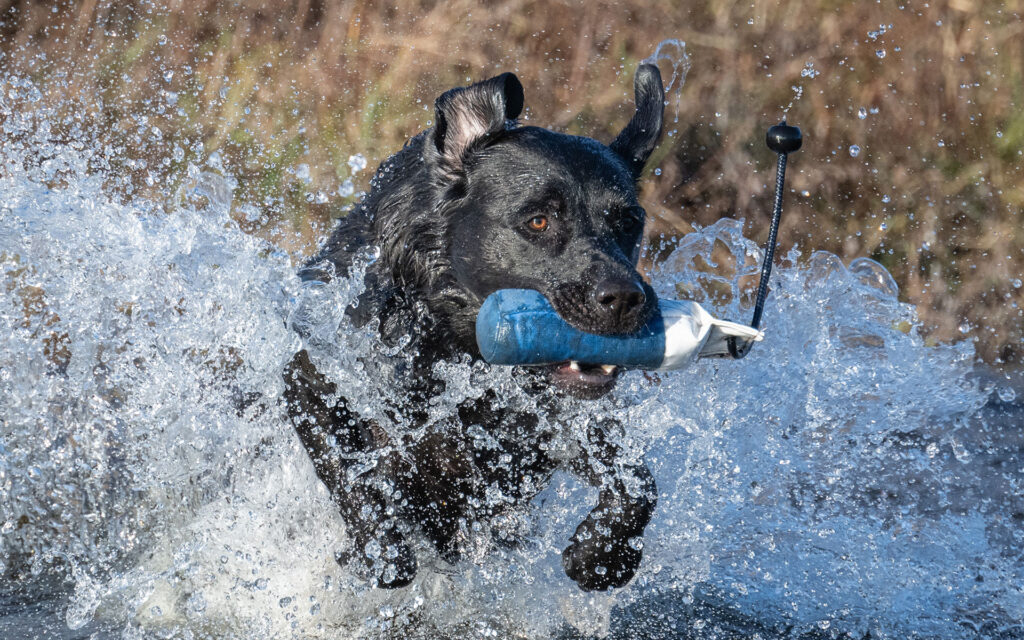 Dog with Dummy - Sporting Saint