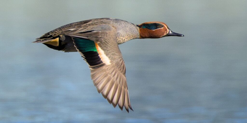 teal flight