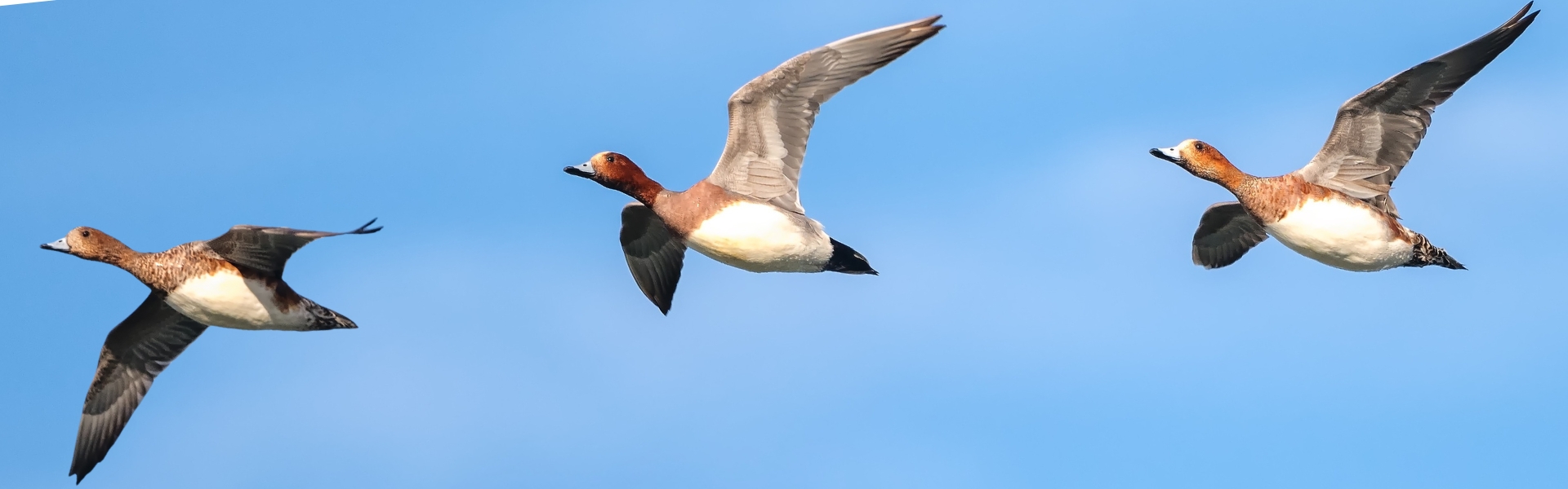 Wigeon wings