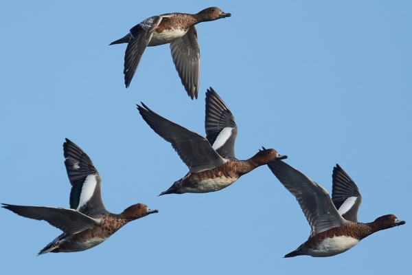 Wigeon wings
