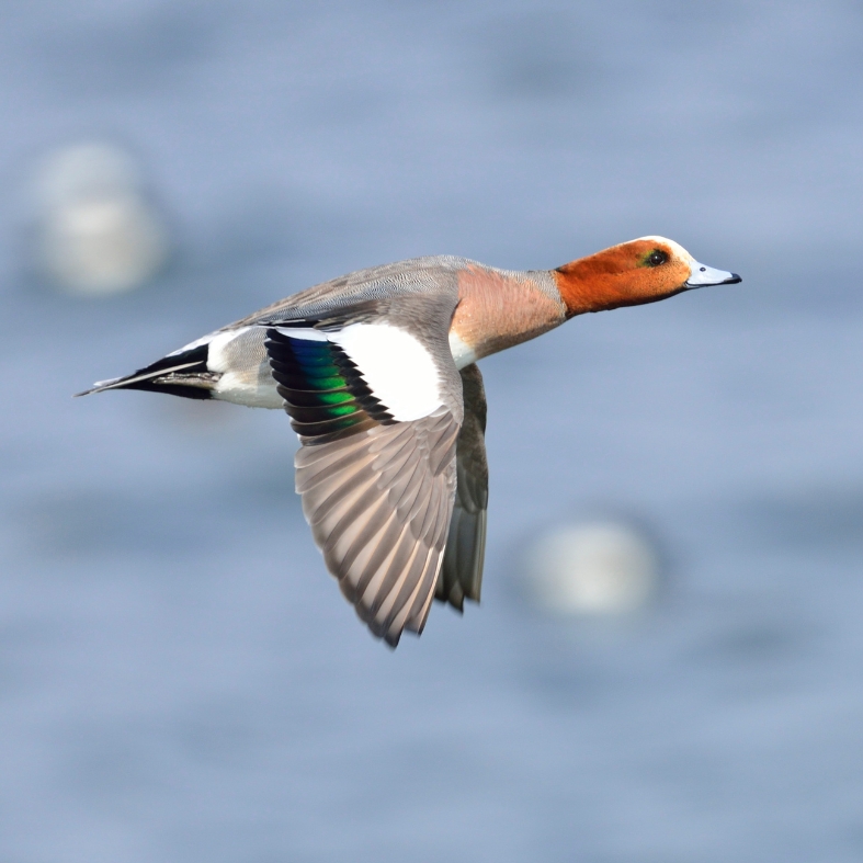 Wigeon wings