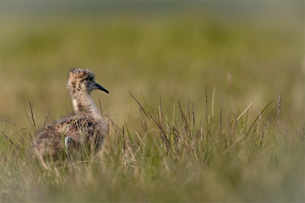 Chick