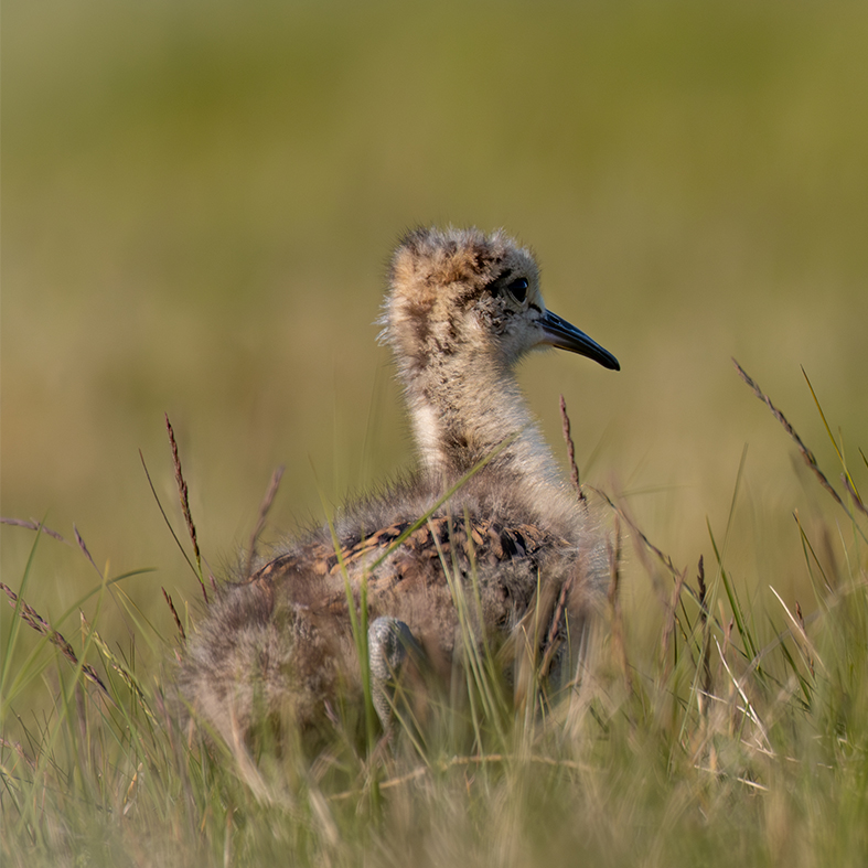 Chick