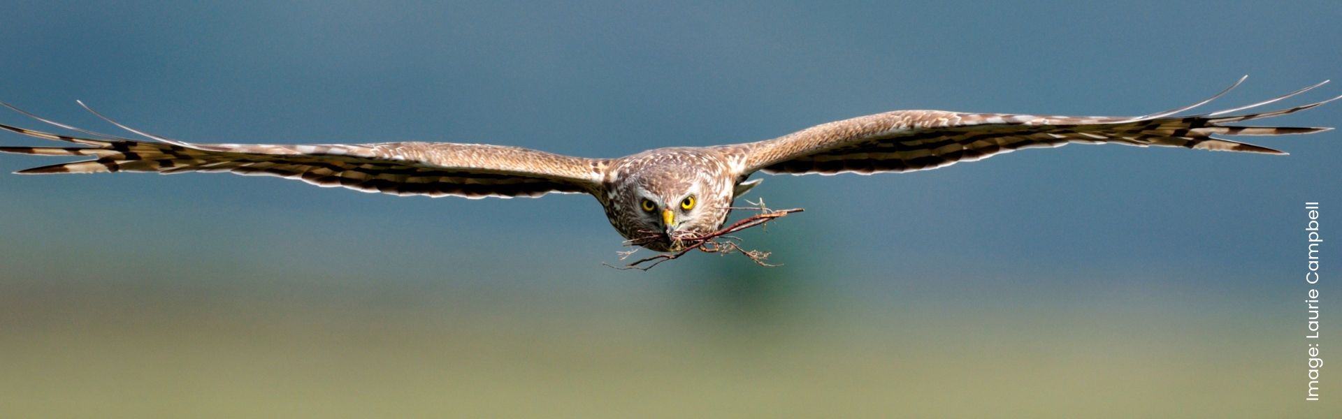 hen harrier in flight