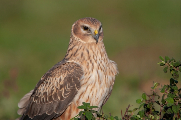 hen harrier