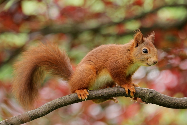 Red squirrel on a branch