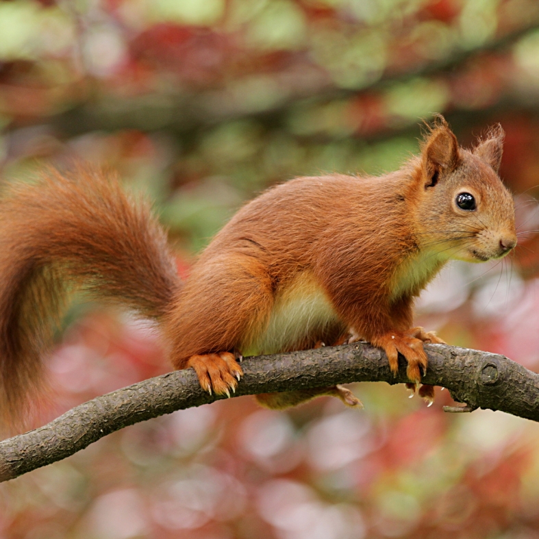Red squirrel on a branch